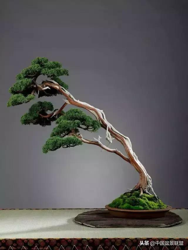 舍利干的历史,舍利干盆景图