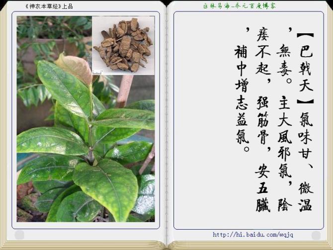 本草纲目中药讲解视频,本草纲目中药图谱及药理讲解