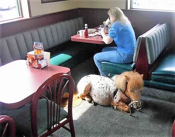 导盲马寿命有多长,导盲马可以看多远