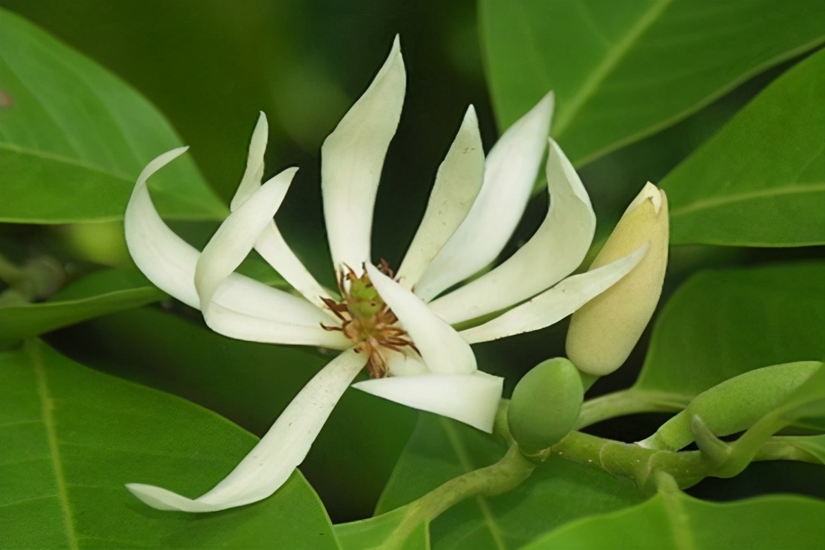 白兰花开花不香是什么原因,白兰花开得不香怎么回事