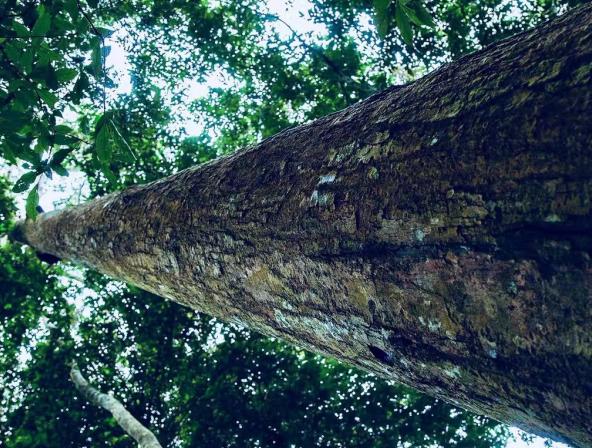 怎样鉴别木材的价值 (木材价值的最大化)