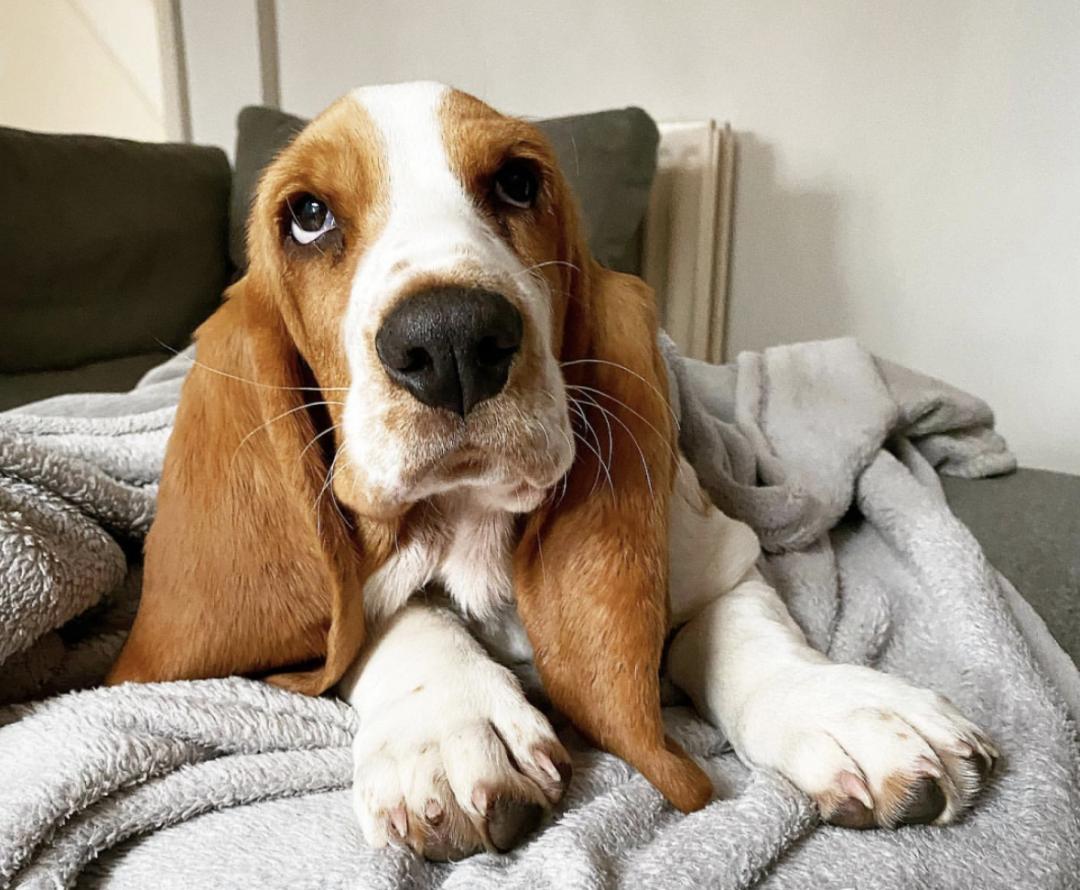 萌犬犬种,惹人喜爱的萌犬