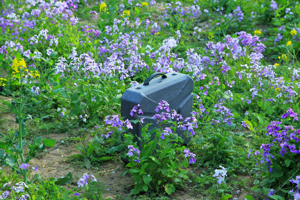 春游江淮请你来滁州版,春游江淮等您来