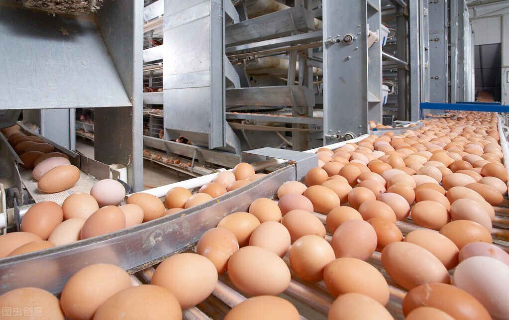 肉鸡暴涨鸡蛋走势,今日毛肉鸡最新走势