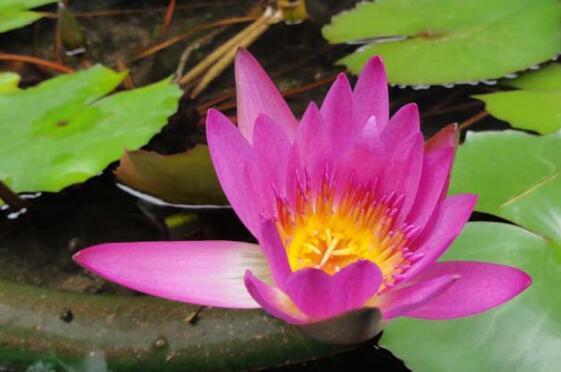 睡莲只有根茎的睡莲水培养殖方法,睡莲养殖方法水培需要晒太阳吗