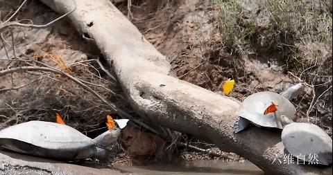 巴西龟竟然吃别的乌龟,大批巴西龟从河里爬出来