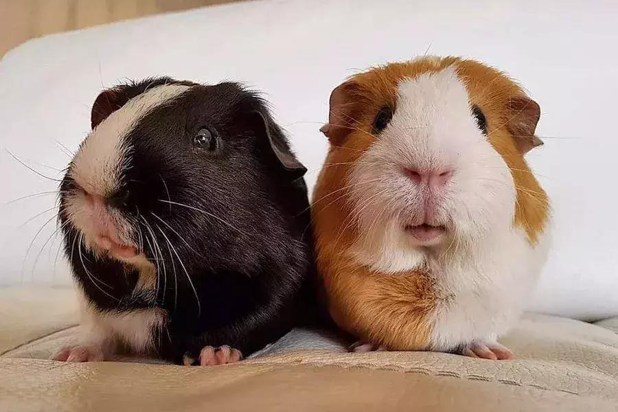 你了解豚鼠吗,豚鼠最大的缺点是什么