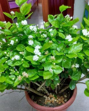 养茉莉花，做好4步“基本养护”，一根小枝条，快速变强壮