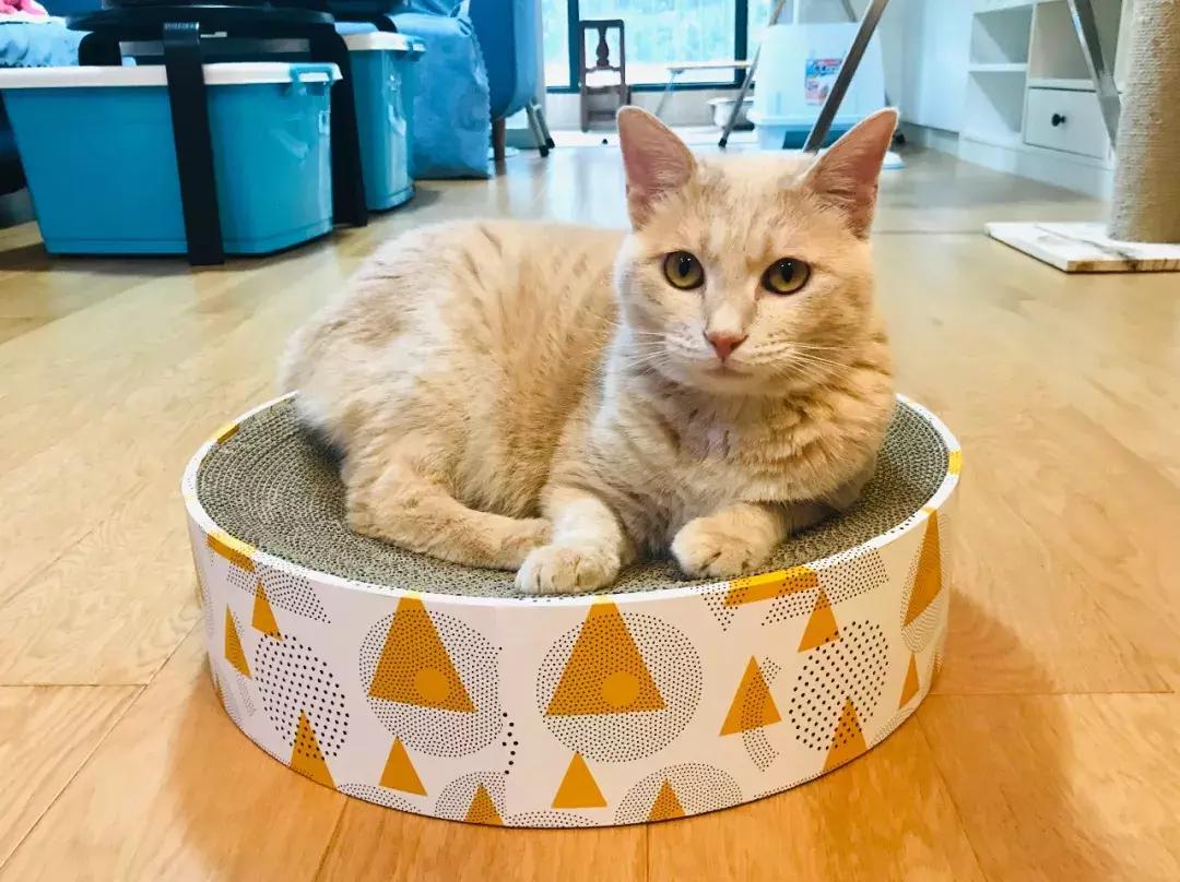 小佩猫窝布偶,小佩猫窝事件