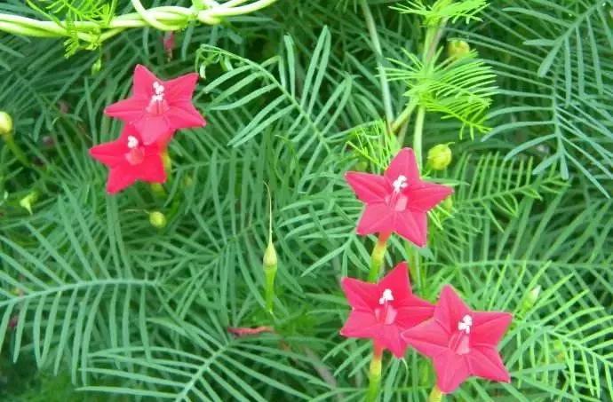 适合阳台养的四季开花有花香的花,花期长耐热耐寒又好养的花卉