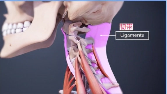 颈部的健身训练,wildfieldhealth牌子如何