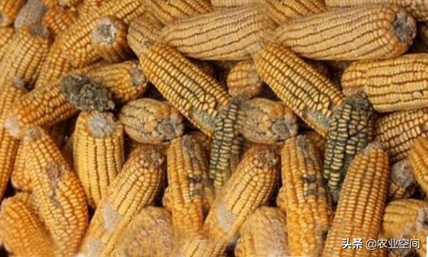 玉米发霉了能干啥,防止玉米发霉的方法有哪些