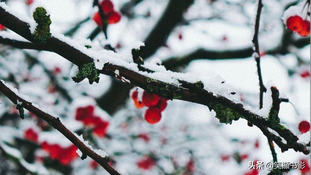 四月芳菲尽山寺桃花始盛开是什么意思,四月芳菲始盛开小说