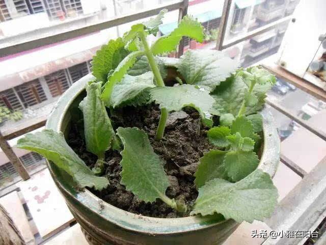 把薄荷养到枝叶繁茂爆盆,薄荷不要根能活吗