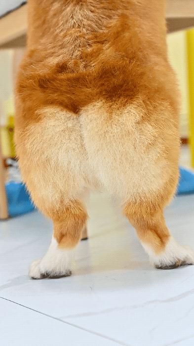 吸屁屁，短腿大耳肉嘟嘟，这家店进去就出不来了…