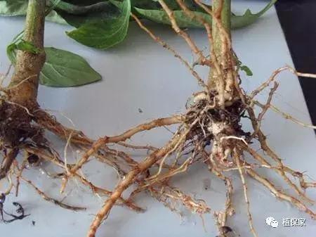 花生根腐病最新治疗方法,油菜根腐病的治疗方法