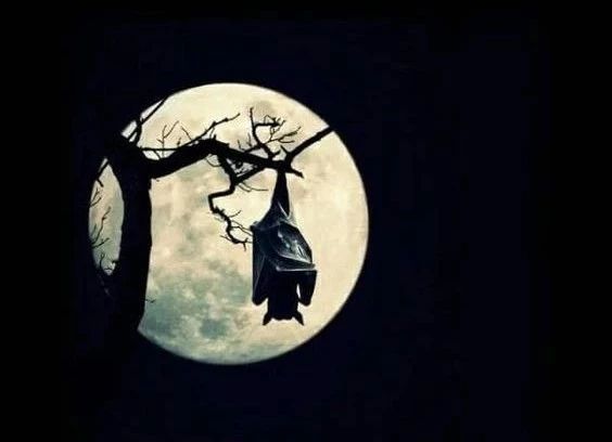 蝙蝠会变成吸血鬼吗,蝙蝠和吸血鬼有什么关系