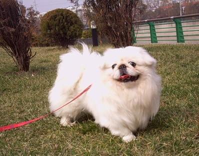 世上最罕见的狗品种图片,全世界狗品种视频