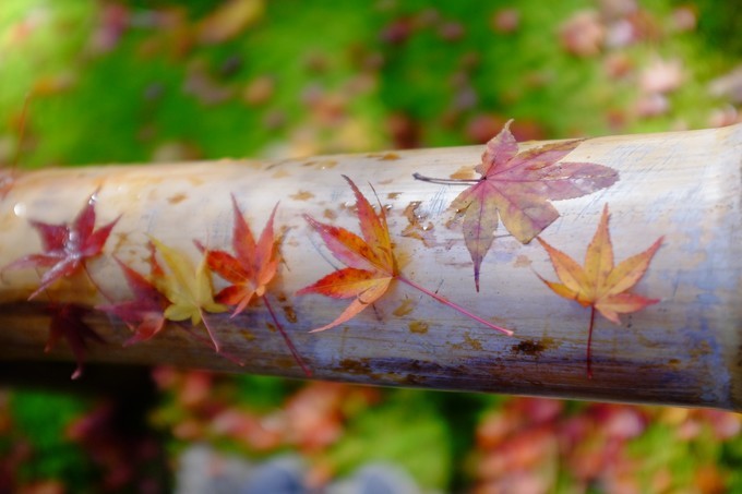 京都赏枫2022,京都赏枫必去景点有哪些好玩的