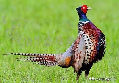 月收入过万的农民干什么好,在农村怎样才能月收入过万