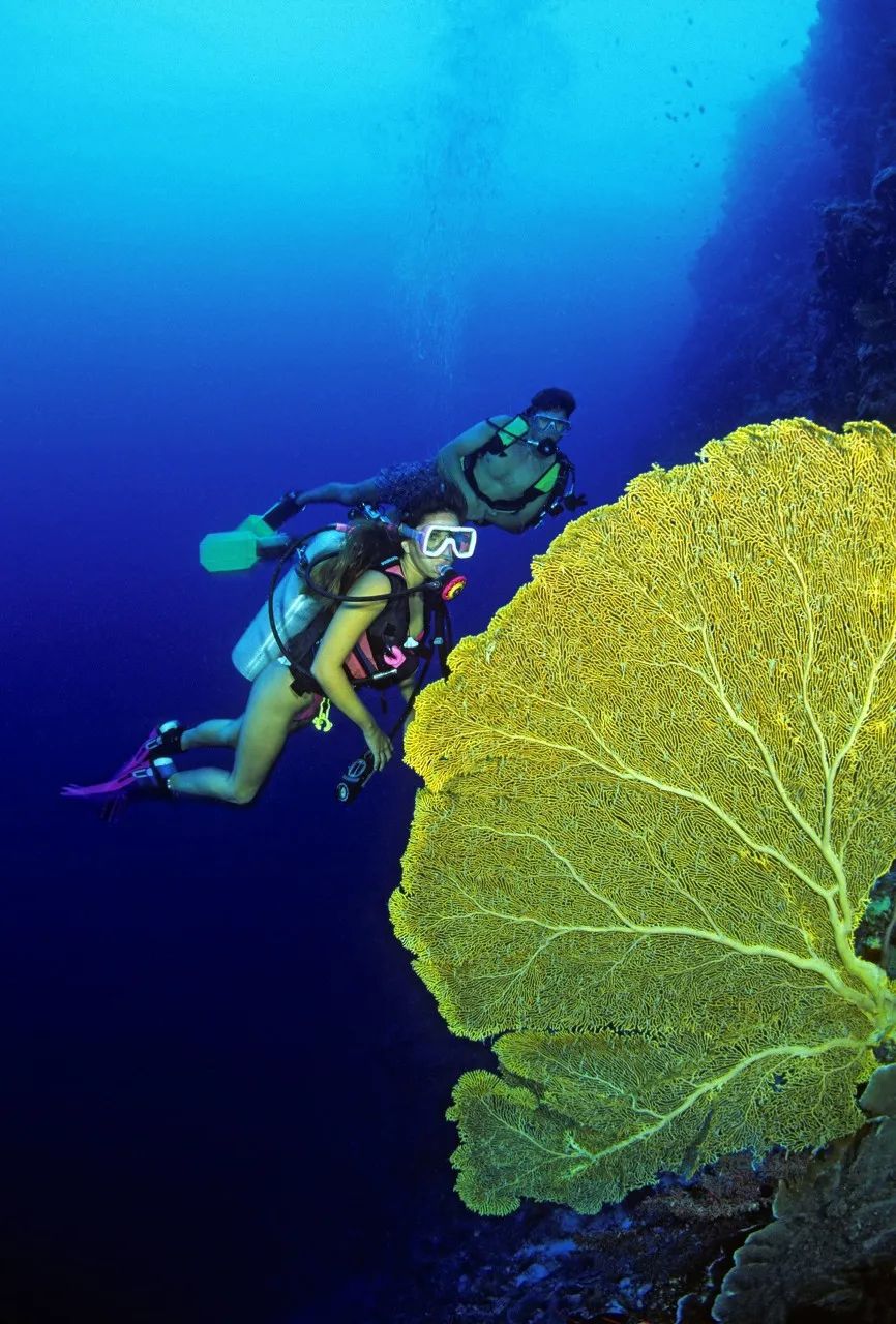 潜水圣地推荐帕劳,帕劳潜水旅游攻略