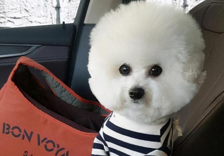 比熊犬舔你是怎么回事,比熊犬舔你的脸是为什么