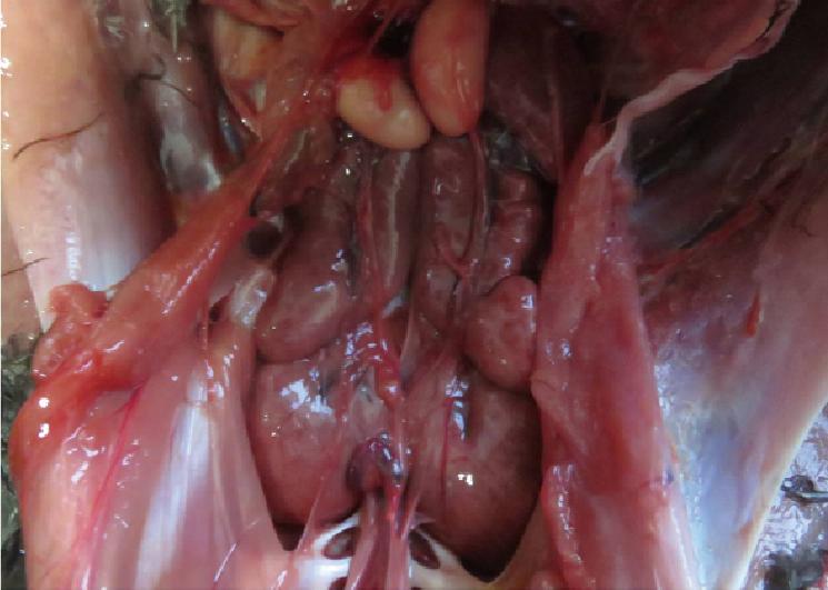 鸡得白血病如何防治,鸡白血病的诊断与防治