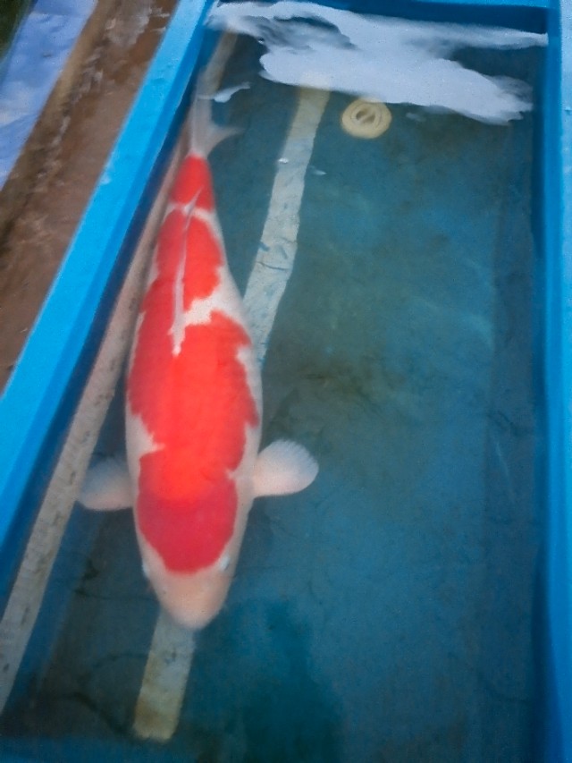 锦鲤起源与市场,锦鲤的发展趋势