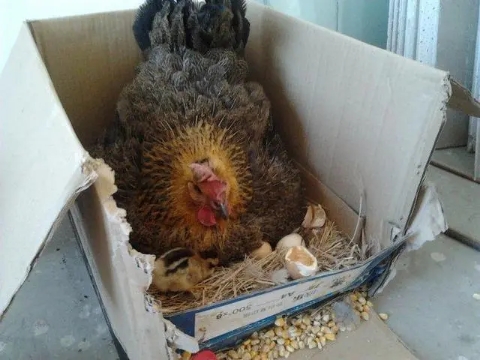 母鸡抱窝不醒怎么治,母鸡抱窝最快醒来解决方法