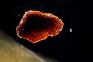 暑假孩子玩手机不如打篮球吧,儿童显微镜放大蚂蚁120倍