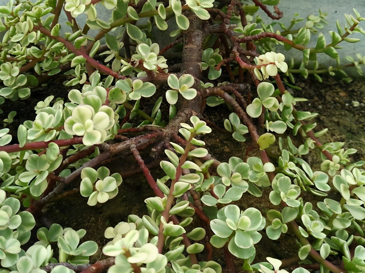 多肉雅乐之舞和晚霞之舞,爱跳舞的植物有哪些