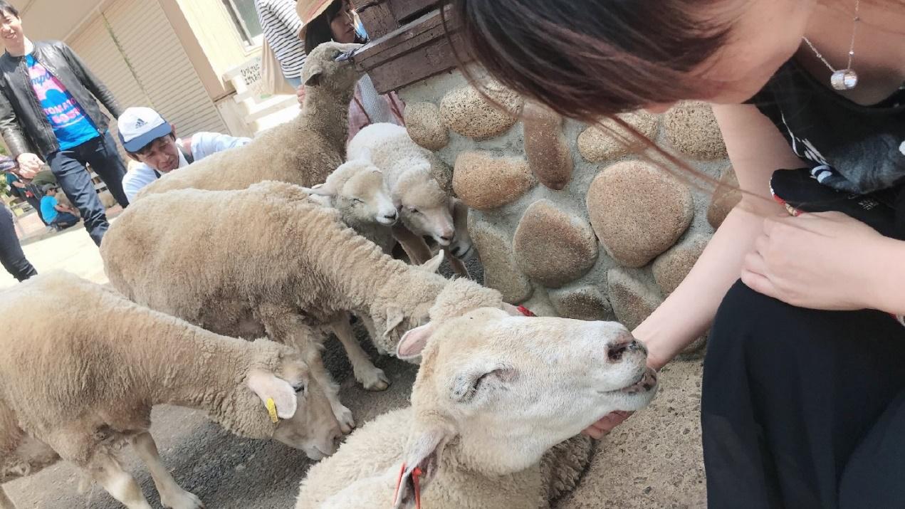 这家日本牧场，因为一只会“微笑”的小羊，游客增长1.5倍