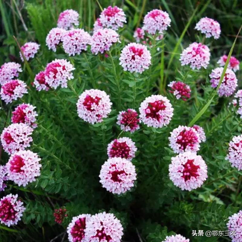 狼毒花是不是世界上毒性最强的花,怎么解狼毒花的毒性