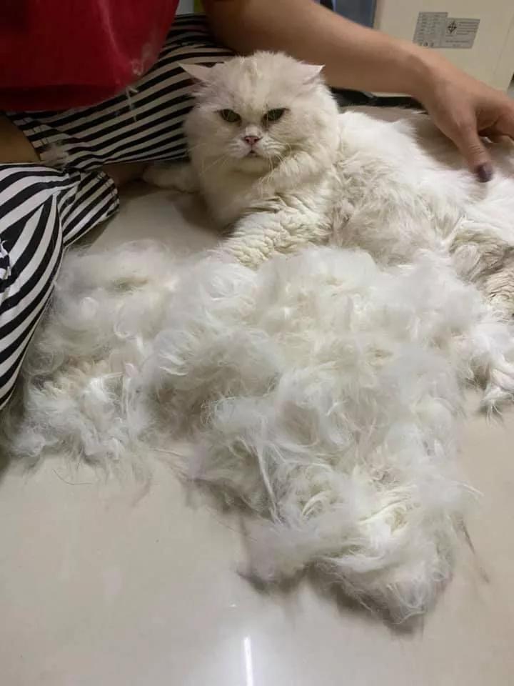 在路上捡回来的流浪猫给它洗澡,救助的流浪猫生病自己无能为力