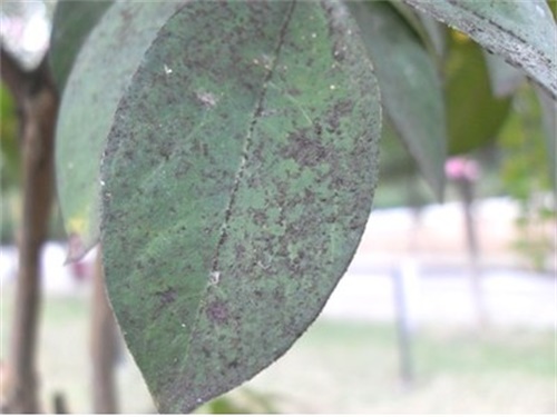 柑桔煤烟病是真菌感染引起的病害，果农要做好基础及化学防治措施