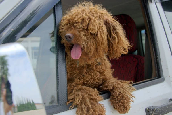 巧克力色的泰迪喂养的注意事项,泰迪狗狗姨妈期间需要注意什么吗