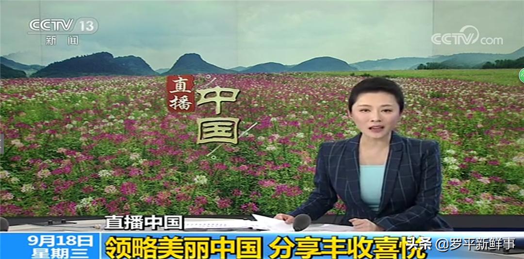 罗平油菜花田宣传片,今日罗平油菜花田