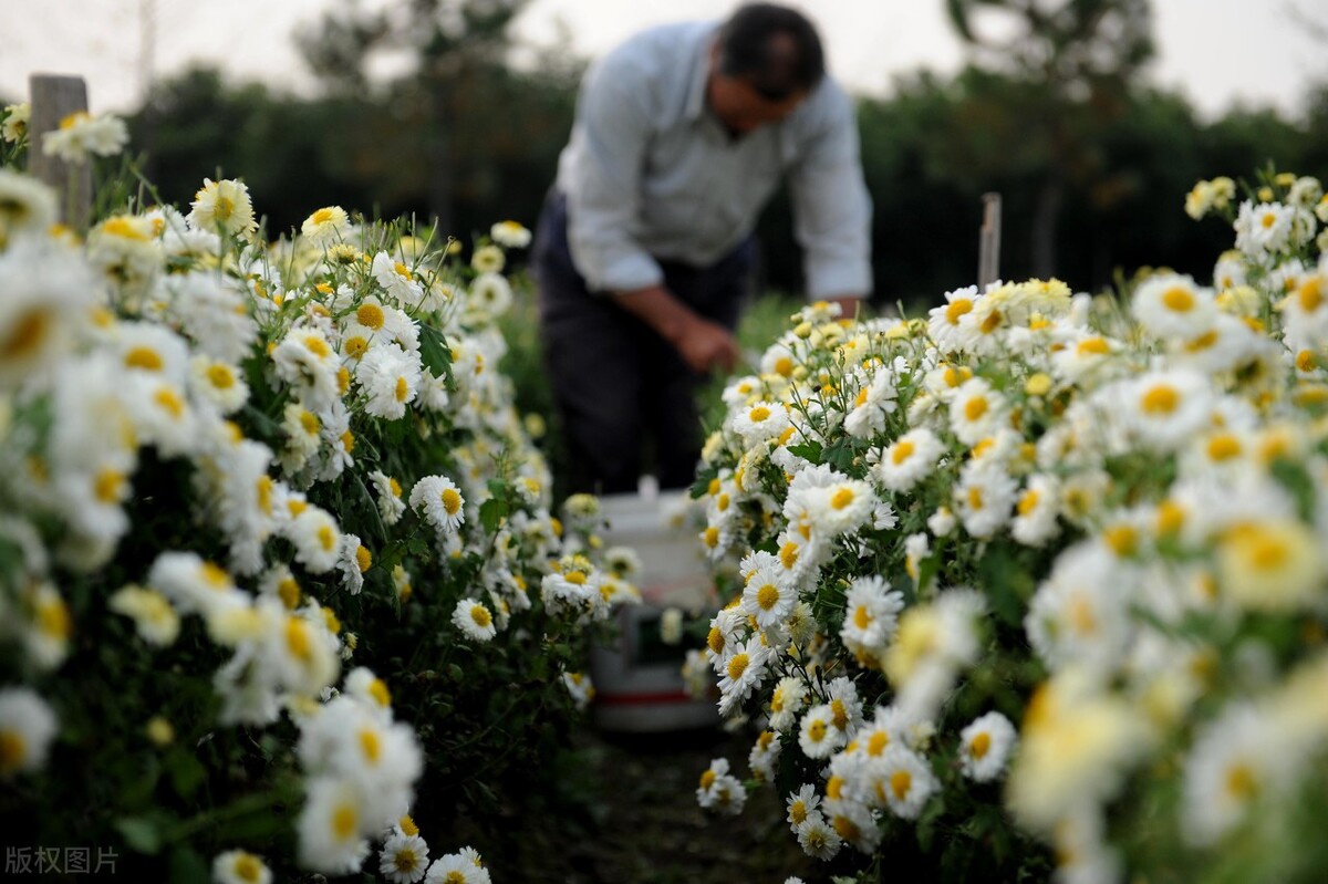 重阳节赏菊正当时，推荐国内这9个地方的赏菊好去处，沉浸式赏花