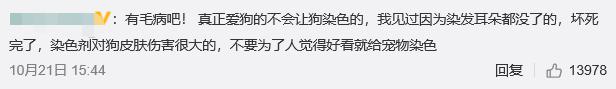 松狮犬染熊猫色宠物店,外国人松狮犬染色成熊猫