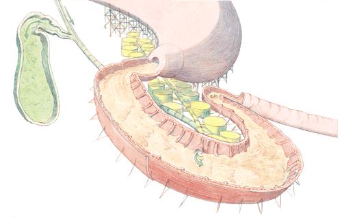益生菌治疗糖尿病有帮助吗,益生菌对糖尿病人控制血糖的影响