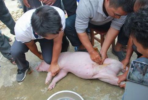 猪场给猪阉割时的10个禁忌