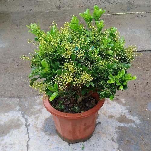 米兰花花香对身体有害吗,米兰花大花香还是小花香