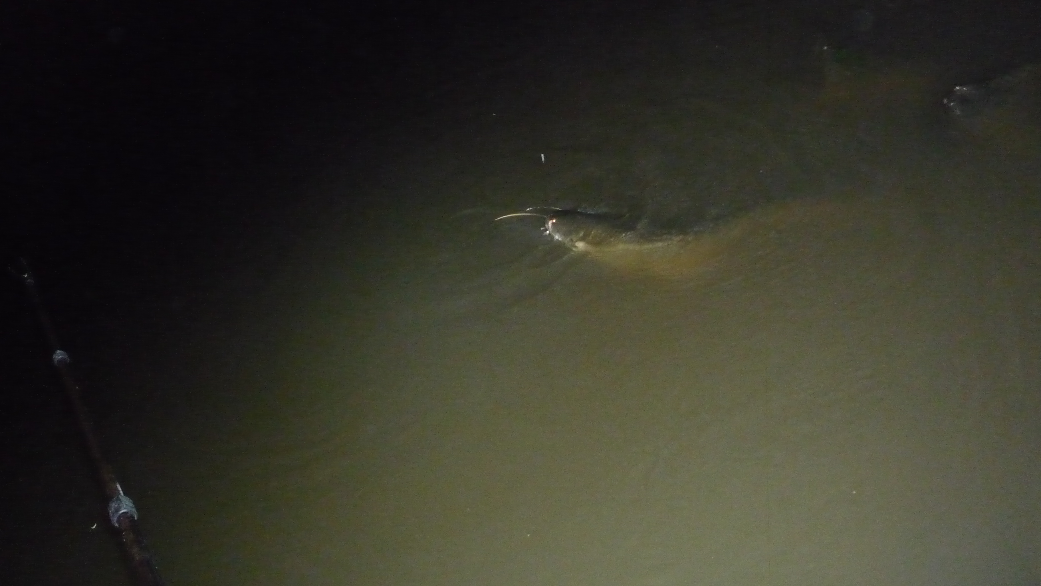 野钓钓饵最佳状态,野钓必备状态饵