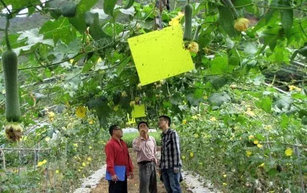 最全杀虫剂用药指南,二十种常用杀虫剂全介绍