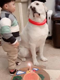 网评“无攻击性”的3种狗，性格温顺，养过的人都懂