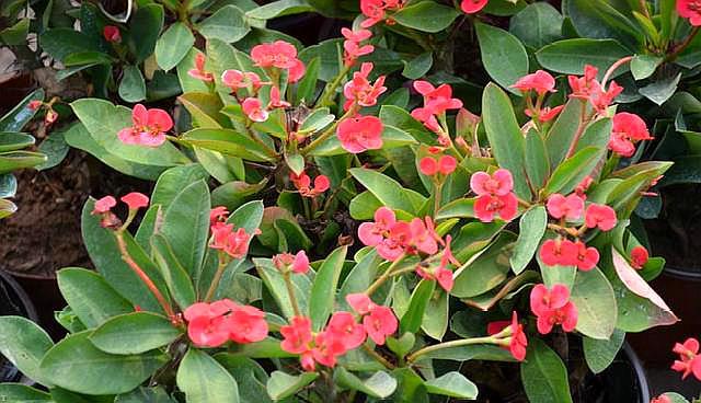 养虎刺梅的寓意,养虎刺梅易犯鼻炎吗