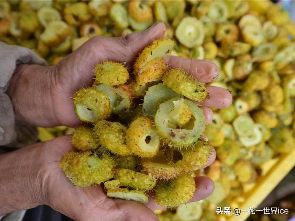 未来10年哪种水果种植前景最好,种植水果玉米前景如何