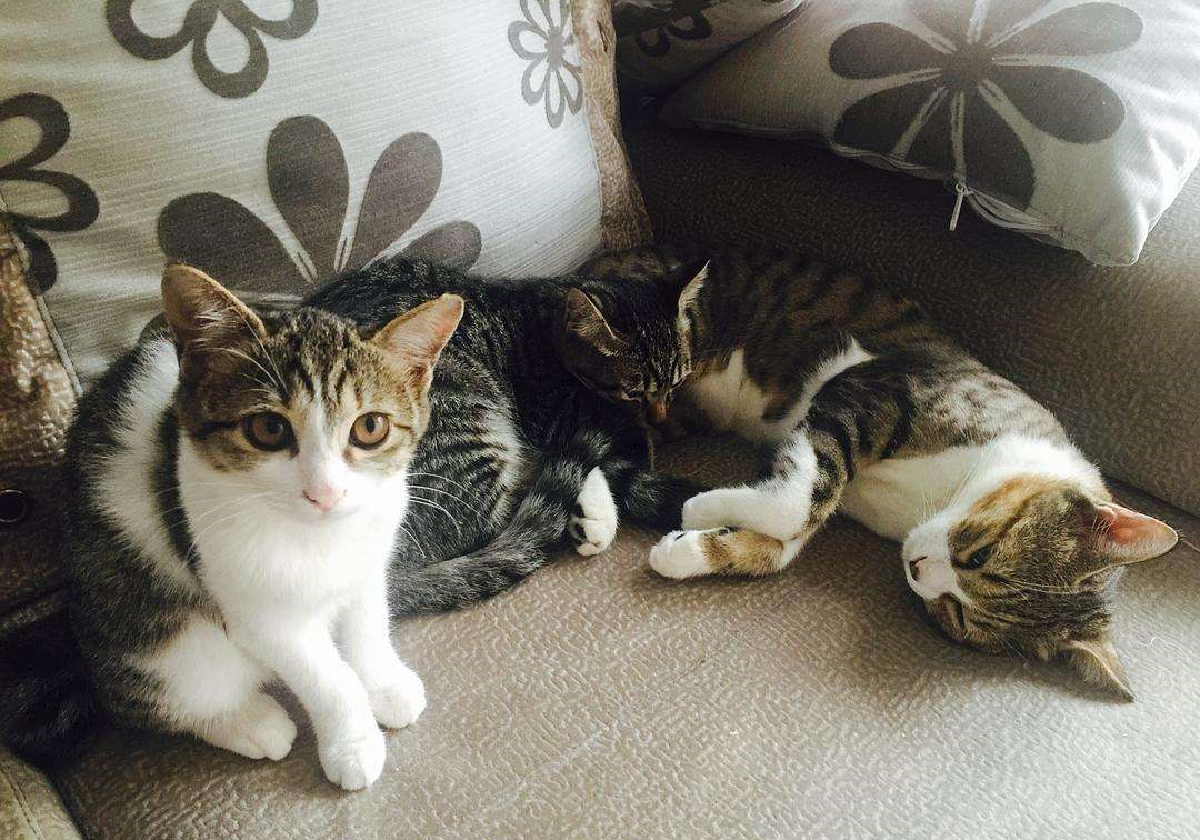 铲屎官要知道的猫咪知识,最适合新手铲屎官养的猫