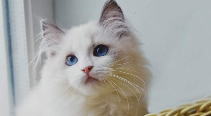 不爱喝水的猫咪突然大量喝水,不是好事,反而可能是病了