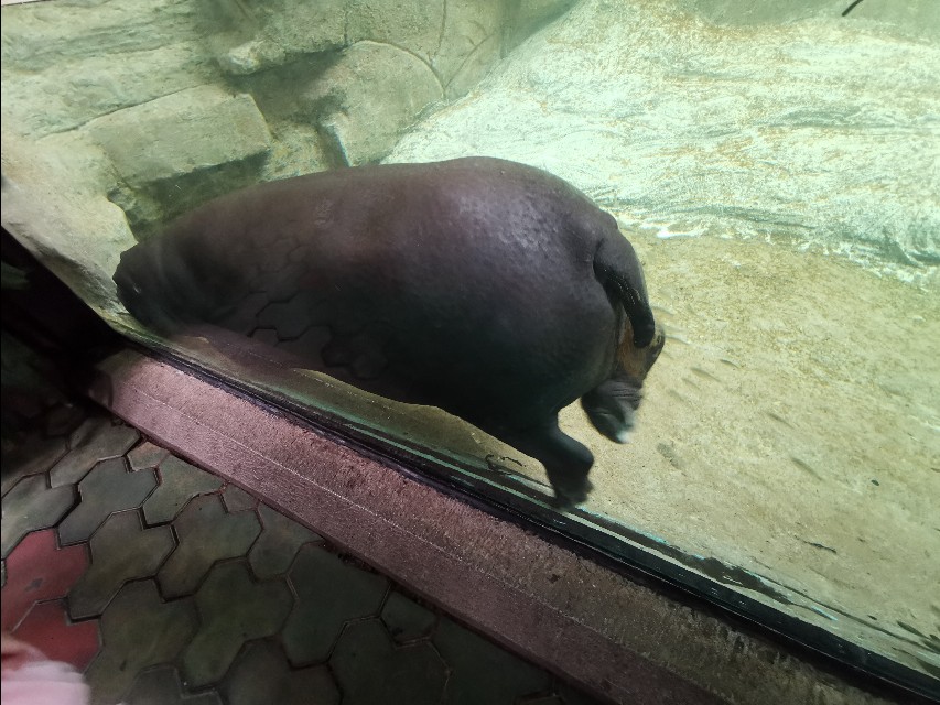 长隆野生动物园值不值得去玩,广州长隆野生动物园在哪里